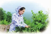 mg���ֵ�����Ϸ��վ,�Ͳ�ݪֲ�����ӹ�����,ֲ����ݪֲ�����ӹ�����