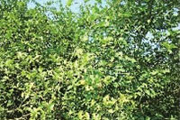 mg���ֵ�����Ϸ��վ,�Ͳ�ݪֲ�����ӹ�����,ֲ����ݪֲ�����ӹ�����